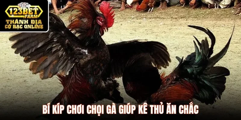 Bí kíp chơi chọi gà giúp kê thủ ăn chắc