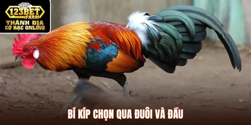 Bí kíp chọn qua đuôi và đầu