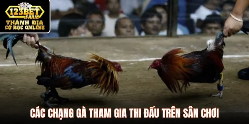 Các chạng gà tham gia thi đấu trên sân chơi