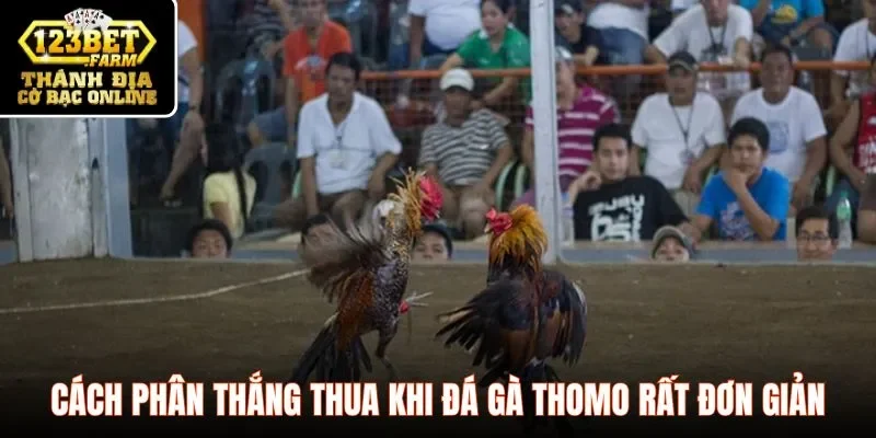 Cách phân thắng thua khi đá gà Thomo rất đơn giản