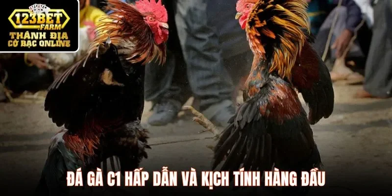 Đá gà C1 hấp dẫn và kịch tính hàng đầu