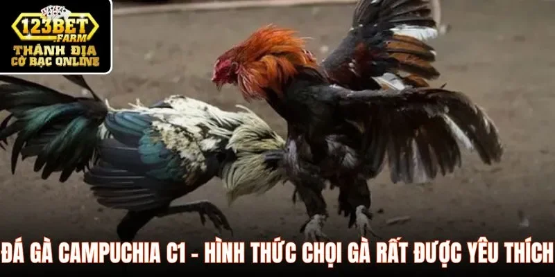 Đá gà Campuchia C1 - Hình thức chọi gà rất được yêu thích