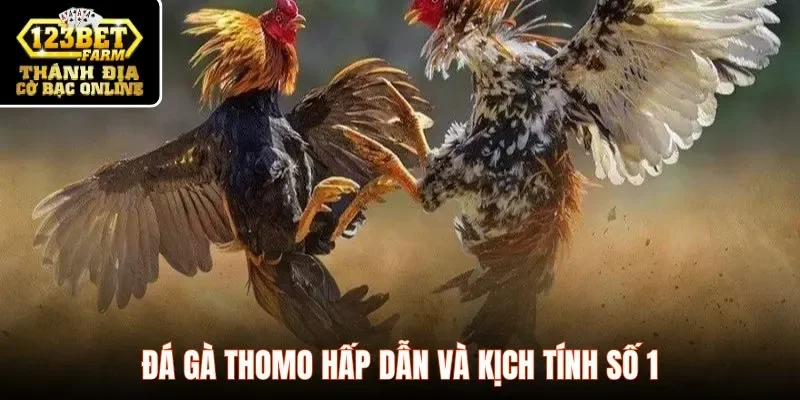 Đá gà Thomo hấp dẫn và kịch tính số 1