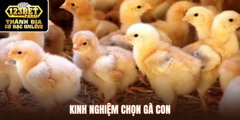 Kinh nghiệm chọn gà chọi con