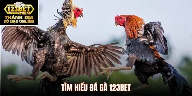 Tìm hiểu đá gà 123BET
