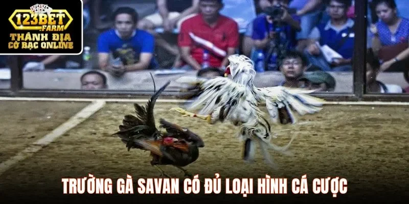 Tham gia cá cược trên sảnh gà cực kỳ đơn giản