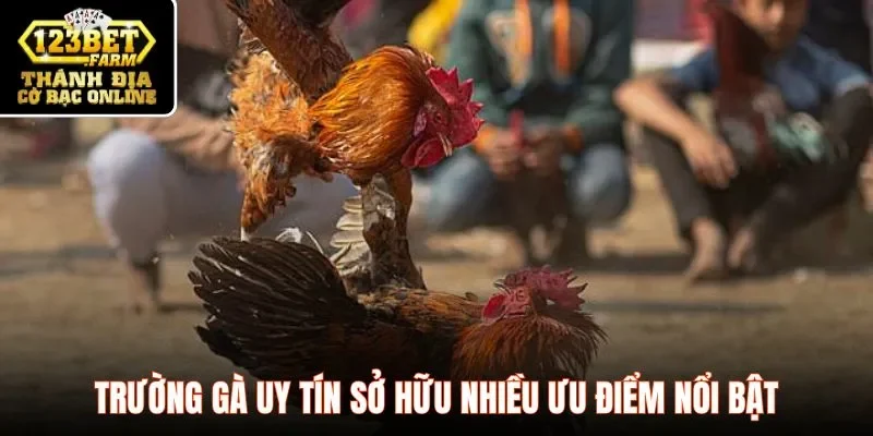 Trường gà uy tín sở hữu nhiều ưu điểm nổi bật